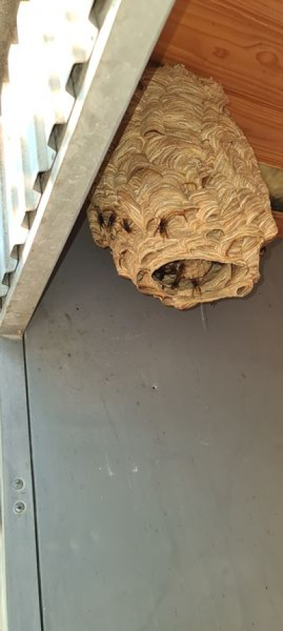 Rovarirtás felsőfokon rövid határidővel Pest megye